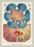 ornate white framed Vintage Illustrations Great Barrier Reef Anemones Wall Art Print